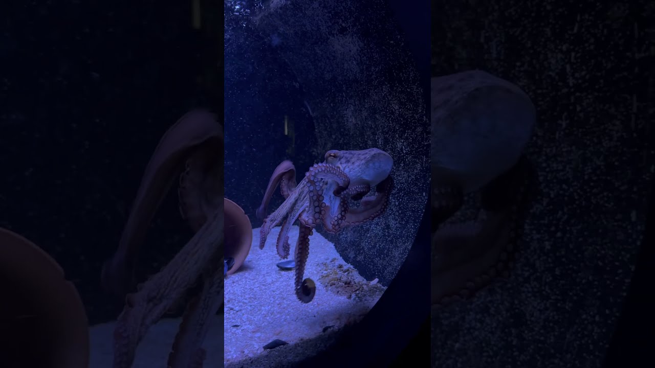Octopus With Sticky Tentacles In Action At Cretaquarium 