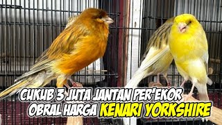 Download Lagu Obral Kenari YORKSHIRE  Jantan Murah !! #kenarigacor #yorkshire MP3