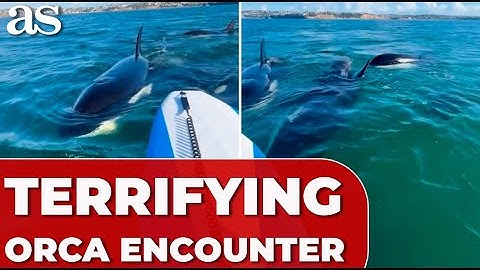 Terrifying ORCA encounter: WOMAN battles FEAR while paddleboarding in NEW ZELAND!