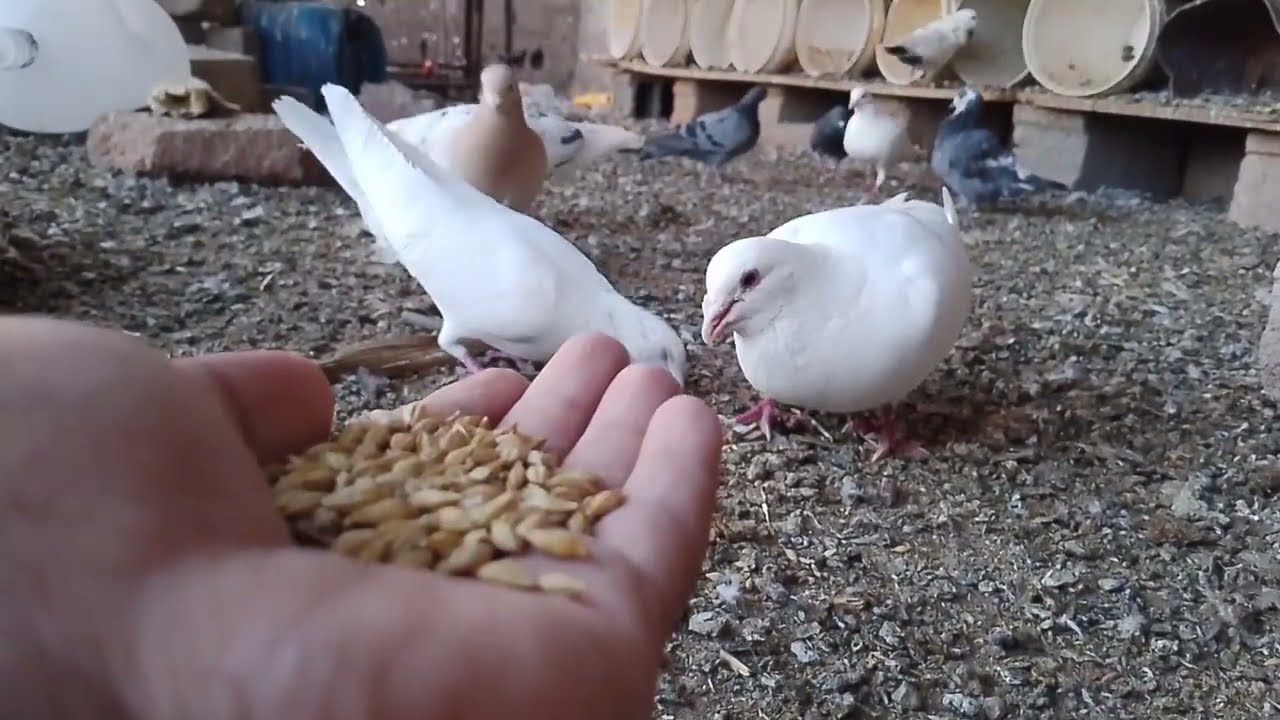 مده شهر ال الفرخ راح يحبني او يخاف مني⁦*⁠\⁠0⁠/⁠*