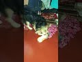 মা ওকে বকেছে দুষ্টুমি করছিল 🌹🥰💜❤️ #barkingbliss #doggielife #pets