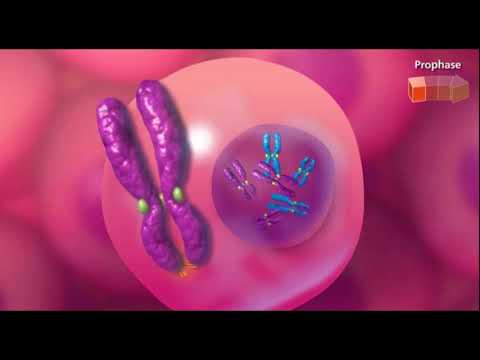 Video: Hvordan er cytoplasmatisk arv anderledes?