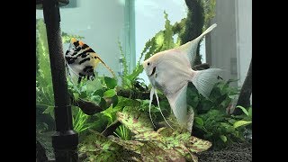 Angelfish Laying And Fertilizing Eggs Angel Fish Mating Youtube