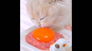 Cats Sounds | Cute Cat Eating Sounds | Cat Video 2024 | No Talking ASMR #cat #catlover