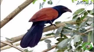 Tiếng bìm bịp mồi