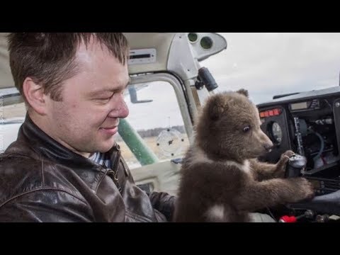 Video: Ar žuvo išaugintas vilkų?