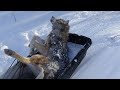 Trapperfurever  season 5  episode 8  christmas wolf snaring success