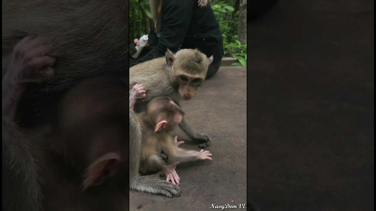 26-06-24 Lovely Abandoned baby monkey  