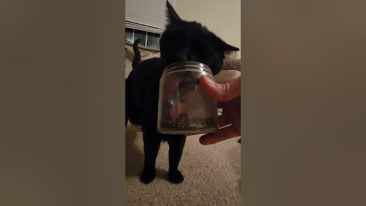 She Kept Trying to Fit Her Head in the Jar cat cute kitty catnip 