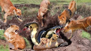 Lion Vs Snake_Evil Cobra Tortured Lion Cub To Death In Front Of Lion Mother&#39;s Eyes.What Will Happen?