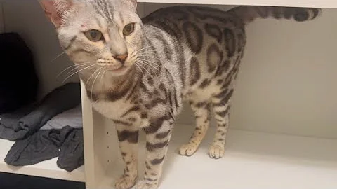 Watch the video about Kitty chirps and meows to share her happiness!