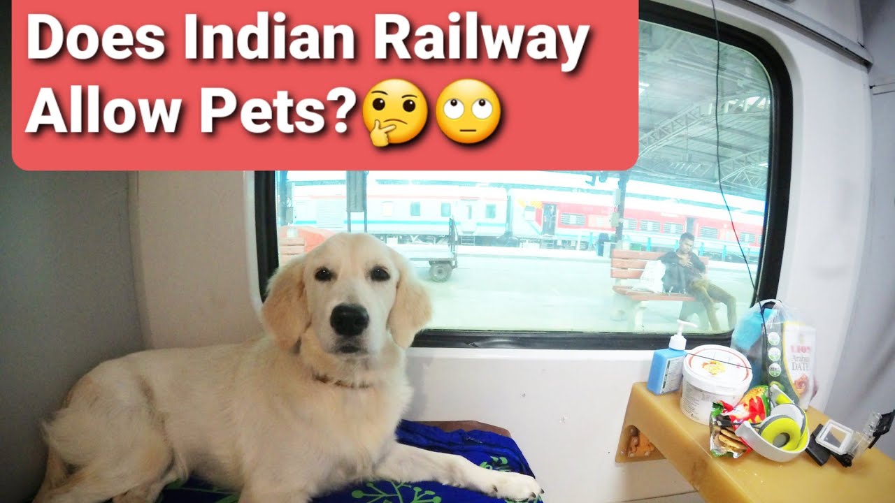 Travel With Dog In Train How to travel with your dog 🐕 YouTube