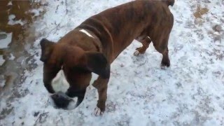 Собака танцует вальс / The boxer dog dancing waltz Собака танцует вальс / The boxer dog dancing waltz