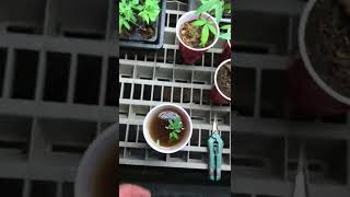 Budget cloning using REAL cinnamon as Cloning powder.Great,simplest method.learn fast video. 