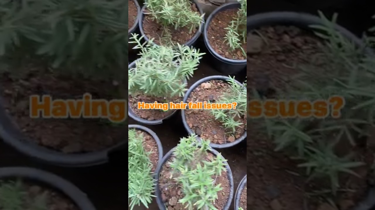 Having Hair fall Issues? Rosemary Plant Is The Cure