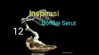 KUMPULAN BONSAI SERUT (12 inspirasi serut)