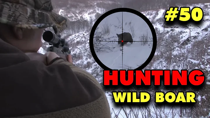 Wild Boar Hunting With Dogs: Intense Chase & Epic Takedowns!