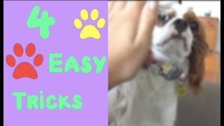 4 easy tricks to train your Cavalier king charles spaniel