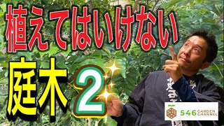 【植えてはいけない庭木②】造園のプロが、一般家庭には絶対に植えて欲しくない植木を紹介する動画の続編！植えて後悔する前に、ご自宅の植木選びの参考にしていただけたら嬉しです。