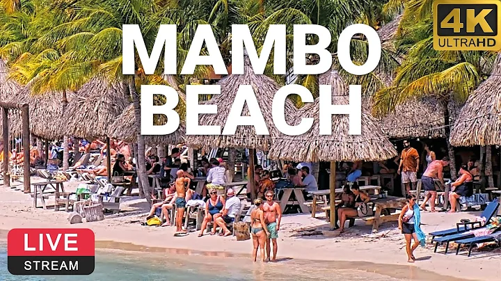 LionsDive Beach Resort | Mambo Beach | Curaçao 🌴💦 PTZ 4K LIVE CAM