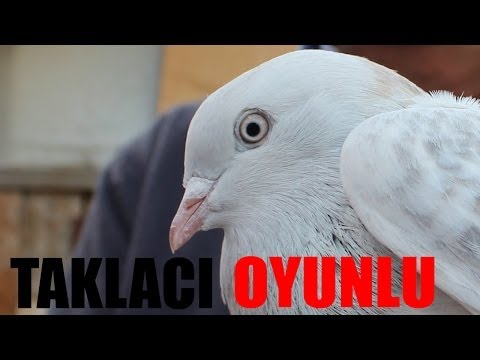 Miski Şebab Oyunlu Taklacı Güvercin 2