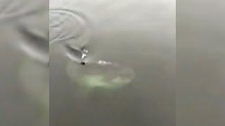 Shark sighting? Video of massive fish in N.S. goes viral Shark sighting? Video of massive fish in N.S. goes viral