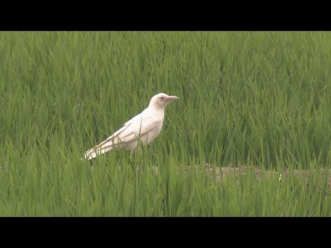 白カラス 新着情報“NXNX300h Fスポーツ”2019年式ホワイトノーヴァガラス