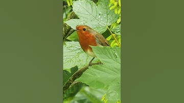 Rainy day Robin bird hiding in a Sycamore #shorts