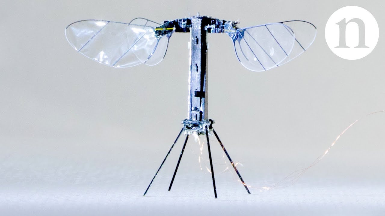 Así el increíble robot insecto