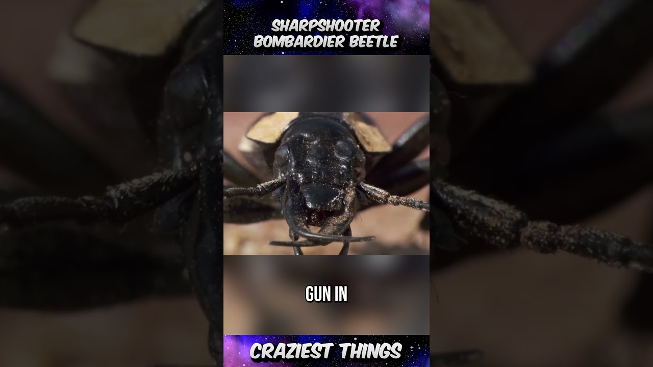 Sharpshooter Bombardier Beetle 🪳 – The Incredible Defense Mechanism!| Craziest Things Part 365