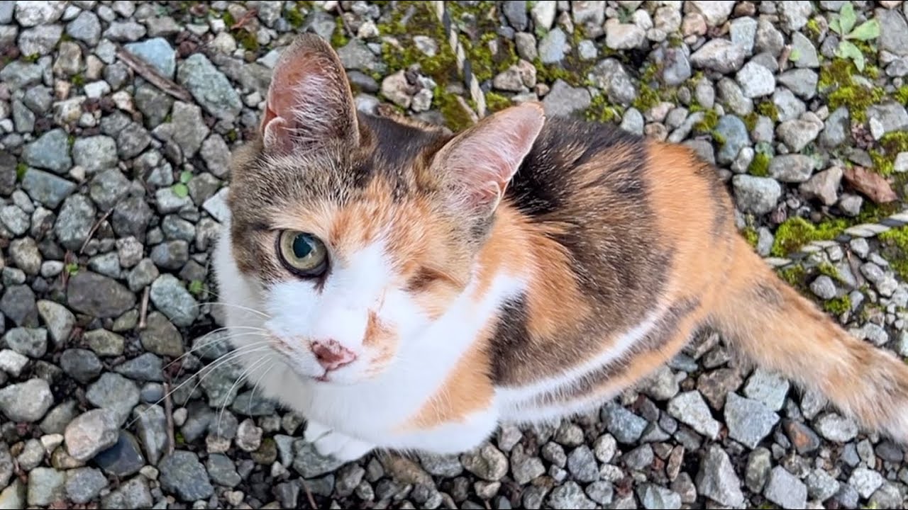 Purring Miko - YouTube