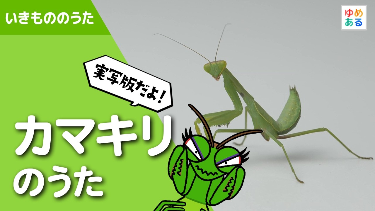 カマキリ が 出 て くる 夢