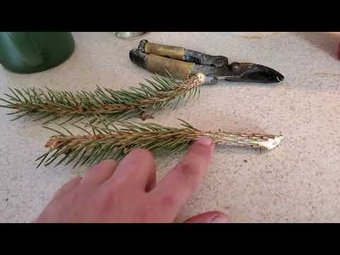 Video: Skujkoku audzēšana no spraudeņiem: kā apsakņot priežu spraudeņus, lai audzētu jaunus kokus