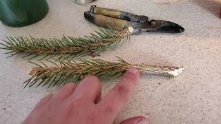 How to propagate evergreen trees from limb unions and cuttings. screenshot 4