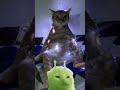 Lamp up christmas  #catmecs #catvideos #funny #cat #funnycats #catsofyoutube #funnypets #cute #pets