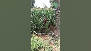 buah siwalan turun dari pohonnya #shorts