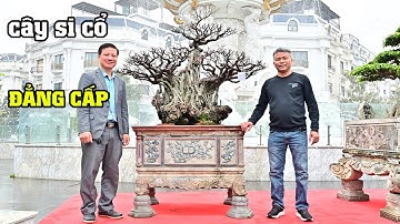 Cây Si Cổ Đẹp Nhất Triển Lãm Ninh Hiệp 2025