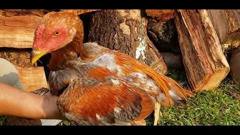 Dragon legs scales #2 nyiam nug tau naw