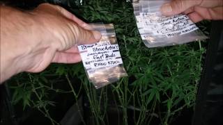 Growing LARGE In small Spaces S 2 Ep 14 CBD Autoflower Project Spektrum King Closet Case