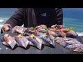 EATING PRACTICALLY LIVE SQUID + Catch And Sushi Mackerel