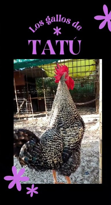 Que raza es este ejemplar? gallo #shorts #batara #gallos