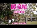 新曲【暖流桜】川中美幸さん/cover麻生新