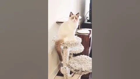 Video 10484211: love cattery, home cattery