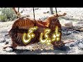 Balochi Saji | Whole Lamb Roast | BalochistanTraditional Foods | EP - 01 |