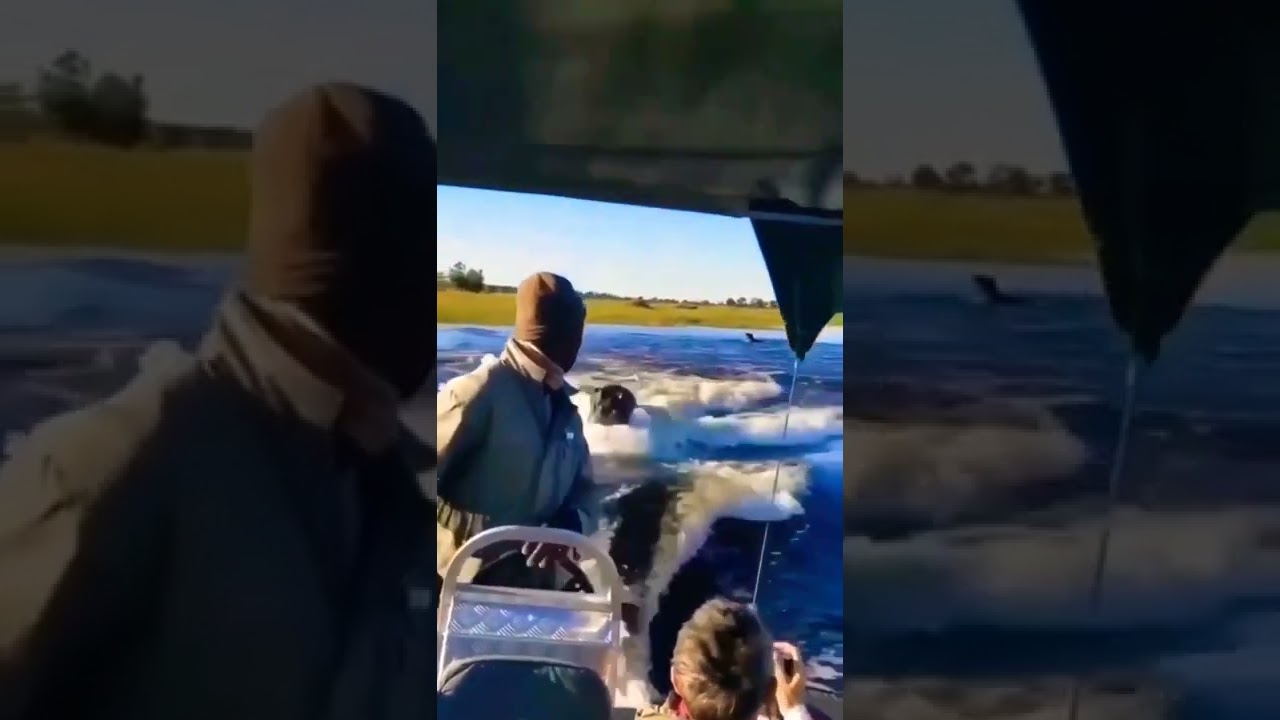 hippo attacks human. 