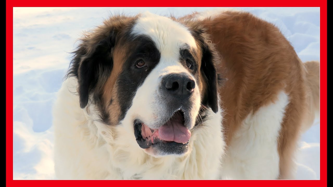 THE GENTLE GIANTS | My parents have HUGE Dogs