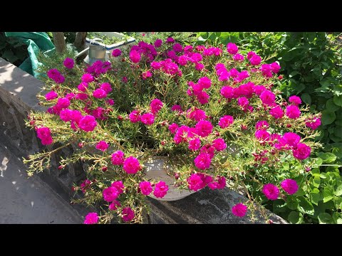 Video: Kedy orezávať portulaca?