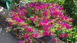 How to prune and fertilize portulaca, so that the plant has many flowers and many buds