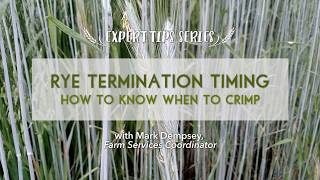 Rye Termination Timing: When to Successfully Crimp