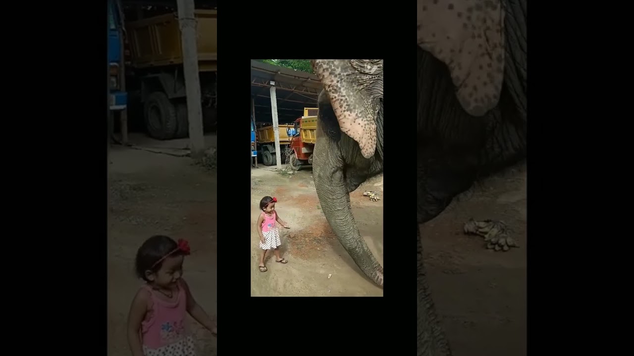😍🐘Elephant and little Girl🙆😍 | karpaga's channel